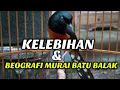 Download Lagu KELEBIHAN MURAI BATU BALAK DAN ASAL USULNYA