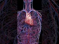 Human Heart Circulatory System 3D Animation
