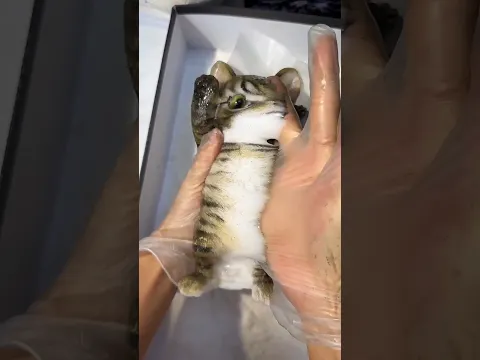 This Japanese Cat Toy Is Insanely Sticky #shorts