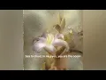 （cc字幕) yung kai -flower 【枯萎的花朵】