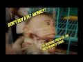 Before You Buy a Monkey Watch This