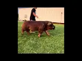Shipley Swine Genetics Duroc Boar Old School