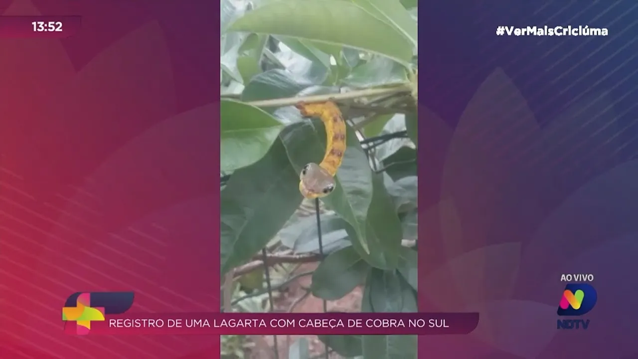 Biólogo fala sobre a lagarta com 'cabeça de cobra' encontrada por moradora do Sul de SC