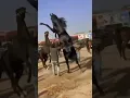 Download Lagu #horse fight#viral #video#shortsfeed#like#subscribe