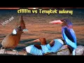 Download Lagu CILILIN VS TENGKEK UDANG 28 TEMBAKAN SUPER MEWAH