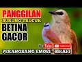 Download Lagu suara panggilan trucuk betina gacor