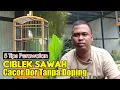 Download Lagu CARA MERAWAT BURUNG PRENJAK SAWAH BIAR CEPAT GACOR || BEGINI CARA MERAWAT CIBLEK SAWAH AGAR GACOR