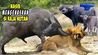 epic fight the ridiculous fate of wild animals who become victims when they bravely choose their
