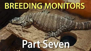 Breeding monitors in captivity Part Seven: Gravidity