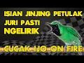 Download Lagu ISIAN JINJING PETULAK MEWAH...JURI PASTI YES #cucakijo #cucakijoisianjinjingpetulak #cucakijonembak