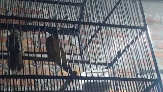 cucak jenggot nyiul pas hujan pagi x bodri