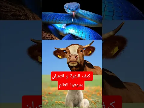 كيف البقرة و الثعبان بشوفوا العالم