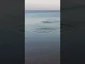 Ripple Effect