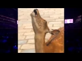 Taylor Swift ft Deer ft Goat