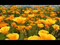 Kuju Hanakoen TAO Natural Theater 28 May 2023 4K