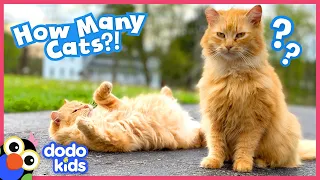 Download She Saved So Many Cats, She HAD to Build Them Their Own House!!! | Dodo Kids | Rescued! MP3
