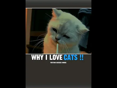 Sigma🗿~Sigma Cat ~ #motivation #inspiration #shorts