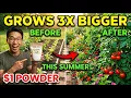 Add This 1 Powder to Any Plant Once and Watch It Explode The SECRET Known for 60 years EXPOSED