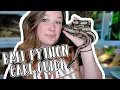 Ball Pythons 101 The Basic Ball Python Care Guide 2024