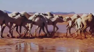 انا شف بالي 