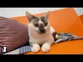 Siamese Cat Markings Explained Snowshoe Lynx Point More