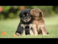 Download Lagu Peaceful Energetic Calming Puppies At Play With Soothing Relaxation Ambiance Classical Music