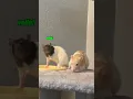 typical rat behavior 🫧