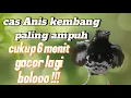 Download Lagu Pancingan Anis kembang kembang betina || Cas Anis kembang betina birahi