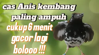 pancingan anis kembang kembang betina cas anis kembang betina birahi
