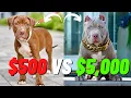 The Truth About Cheap vs Expensive Pit Bulls Is the Price Worth It