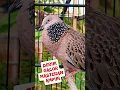 Download Lagu suara burung deruk ampuh untuk masteran paling jernih #shorts #shortsfeed #shortvideo #short