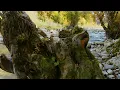 Native American Flute Music and Nature Sounds - Deep Sleep, Anxiety Relief, Meditation, Relaxation