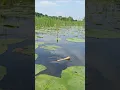 Download Lagu Wow! Amazing Hook Fishing video in Beel water #hook_fishing #bigfish #fishvideo #fishing #shorts