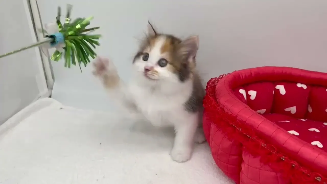 動画