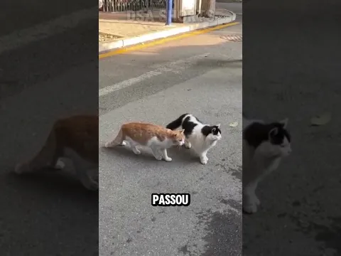 O PIOR PODE ACONTECER QUANDO UM GATO PISA NISSO