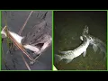 The most CRAZY Pike strikes of 2021 compilation