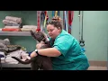 Inside Lee County Animal Services and Public Safety