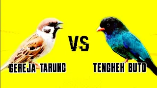 Download MASTERAN TENGKEK BUTO VS GEREJA TARUNG MP3