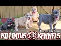 PRICING OUR EXTREME AMERICAN BULLY PUPPIES BEST PRICES IN THE GAME