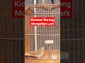 Download Lagu Suara Kicauan Mongolian Lark!#shorts #kicaugaruda #yearofyou