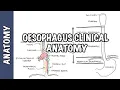 The Oesophagus Esophagus - Clinical Anatomy