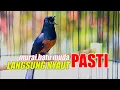 Download Lagu OCEHAN MURAI BATU GACOR, PANCINGAN MURAI MUDA DAN MALES BUNYI AGAR IKUT GACOR