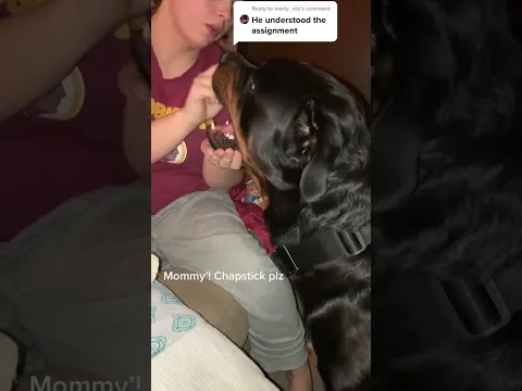 My Rottweiler loves chapstick!! Does yours #rottweiler #bearfromtiktok #bear #funny #pets