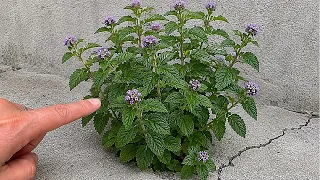 Apenas 1 folha dessa planta vale uma mina de ouro (Você precisa ter em casa)