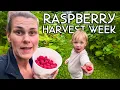 Download Lagu BIGGEST Raspberry Harvest Ever! Picking \u0026 Preserving ALL the Berries