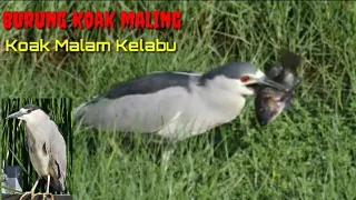 getting to know the night heron
