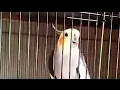 Download Lagu burung falk isian lovebird ngekek panjang