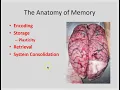 Anatomy of Memory part 1 - Encoding storage retrieval