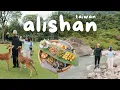 Download Lagu Alishan Taiwan Travel Vlog 🇹🇼 Best Things to Do in Chiayi, Deer Park, Hidden Gems | Exploring Taiwan