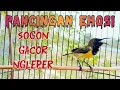 Download Lagu PANCINGAN SOGON AGAR RAJIN BUNYI DAN EMOSI ‼ BIKIN SOGON BAHAN AUTO EMOSI DAN NAIK BIRAHI